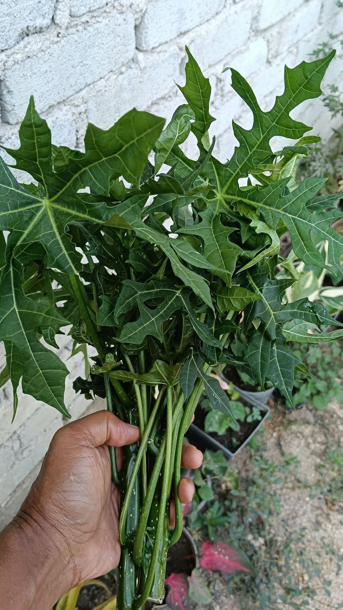 POKOK AJINOMOTO