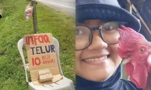 ayam ternakan