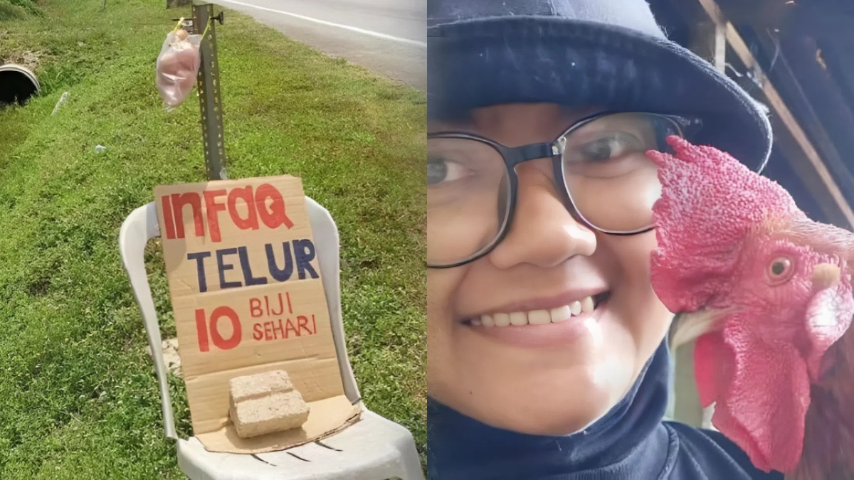 ayam ternakan