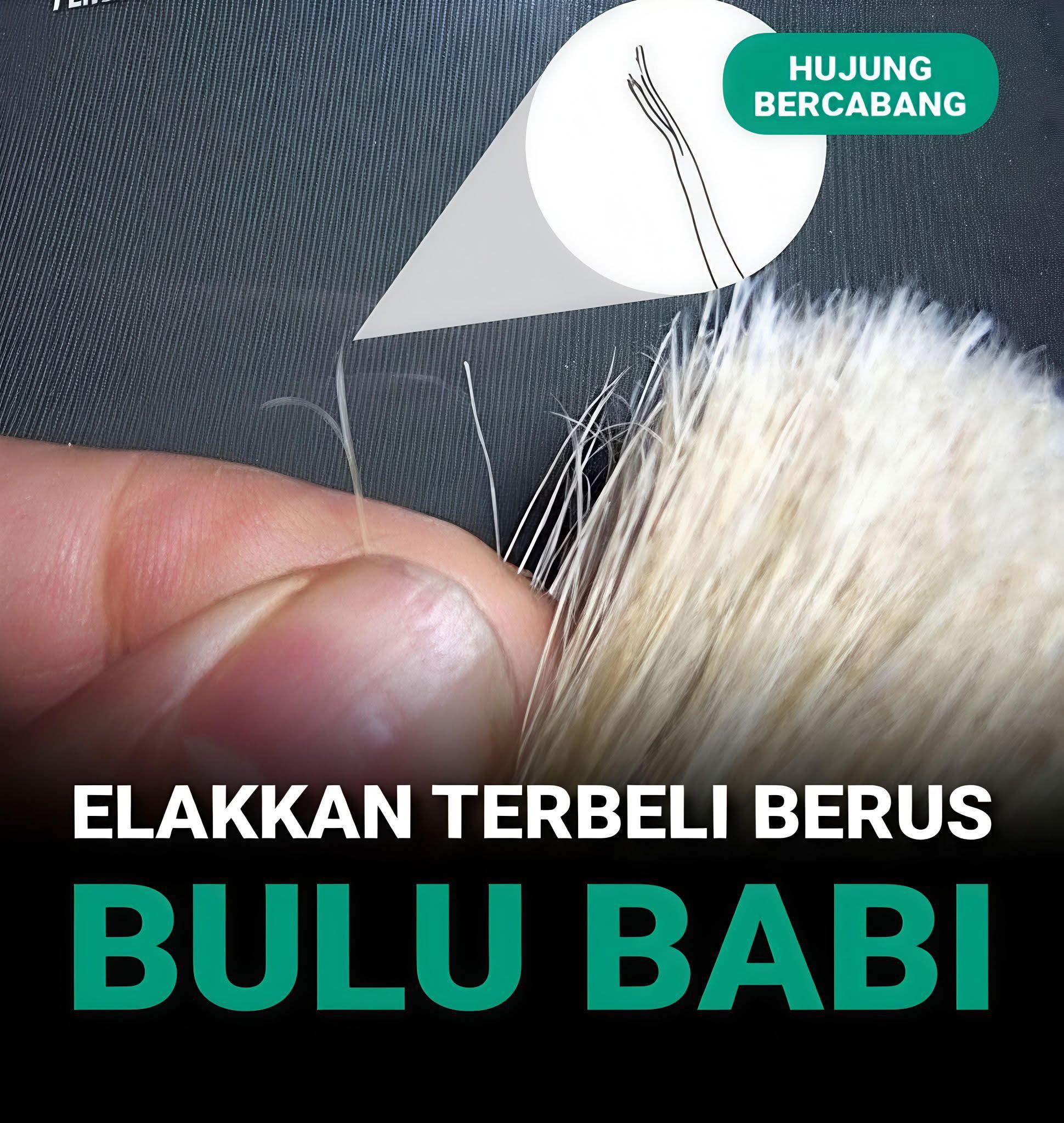 berus bulu babi