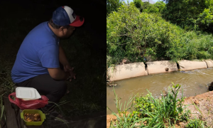 BUDAK JATUH LONGKANG