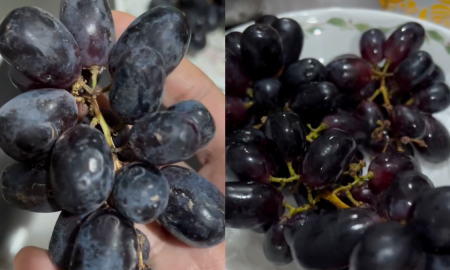 CUCI BUAH