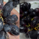 CUCI BUAH
