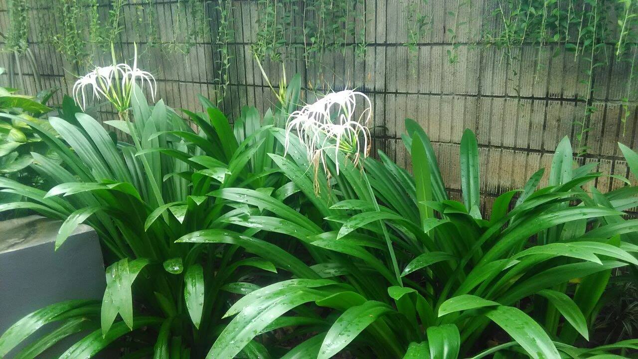 DAUN TEMBAGA SUASA