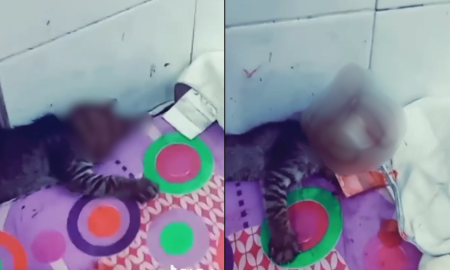 dera kucing