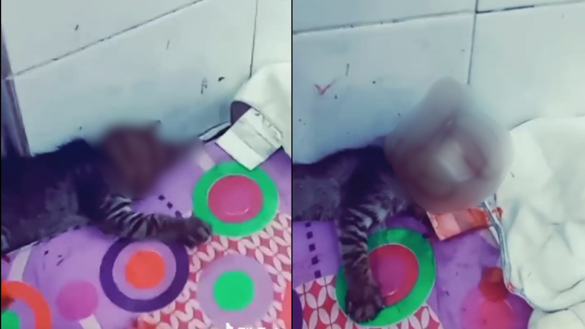 dera kucing