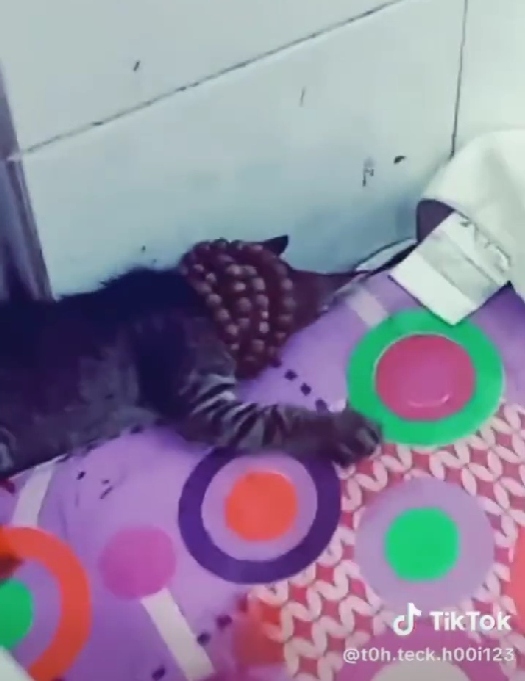 dera kucing