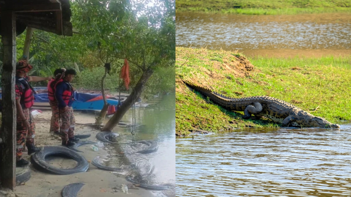 disambar buaya