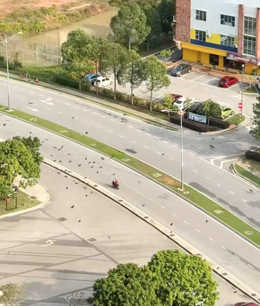 HAIWAN JALANAN