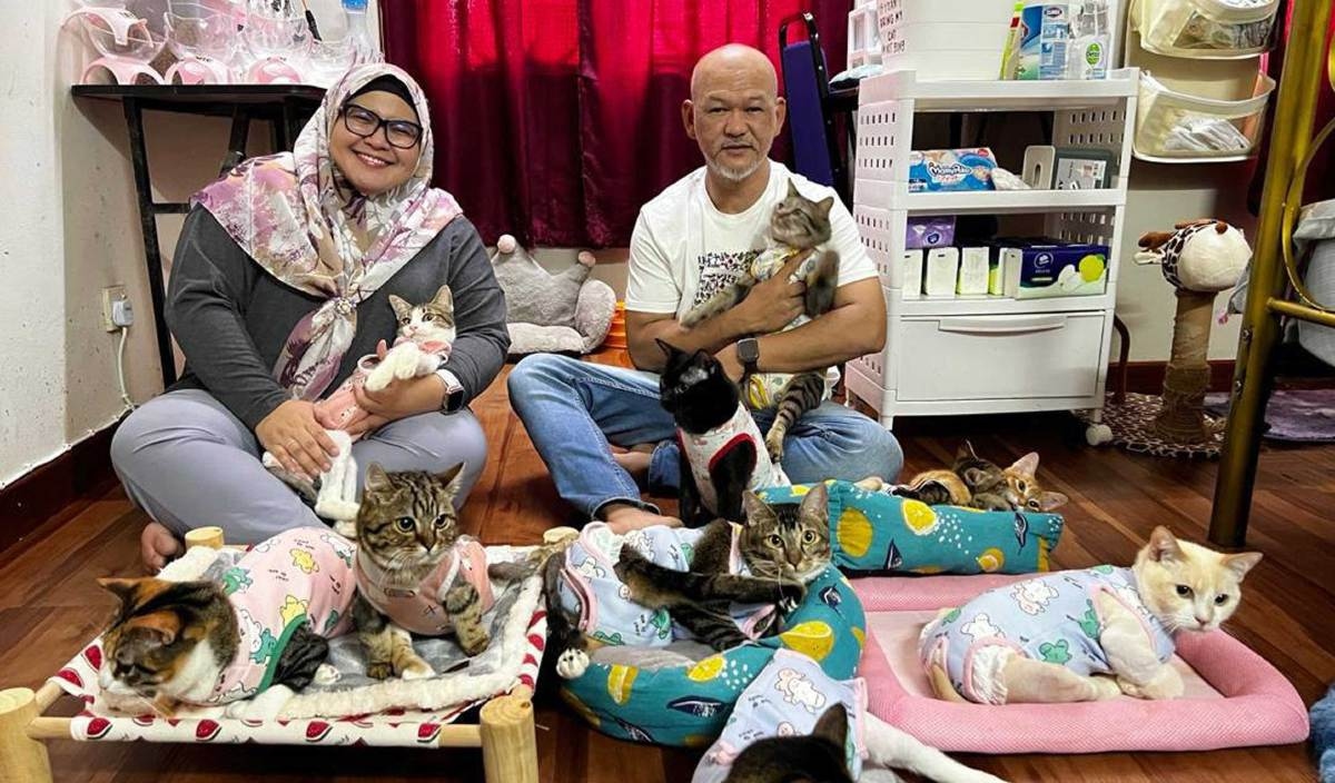 jaga kucing