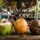 jenis kelapa