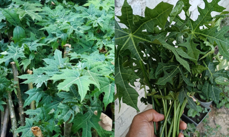 POKOK AJINOMOTO