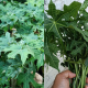 POKOK AJINOMOTO