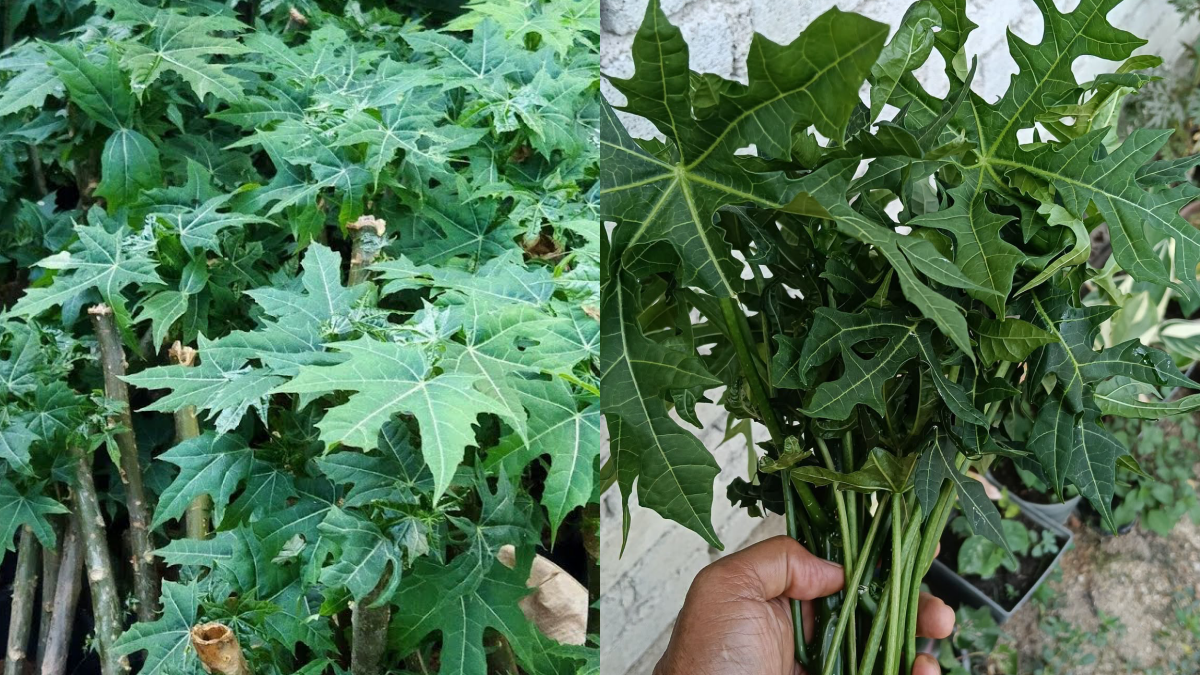 POKOK AJINOMOTO