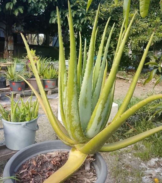 proses aloe vera