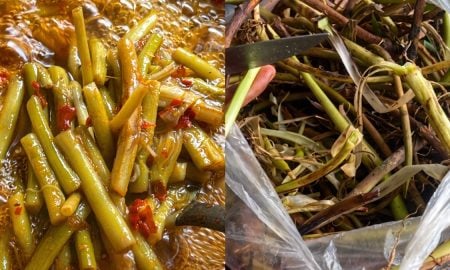 sulur keladi