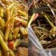 sulur keladi
