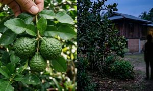 buah limau purut
