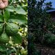 buah limau purut