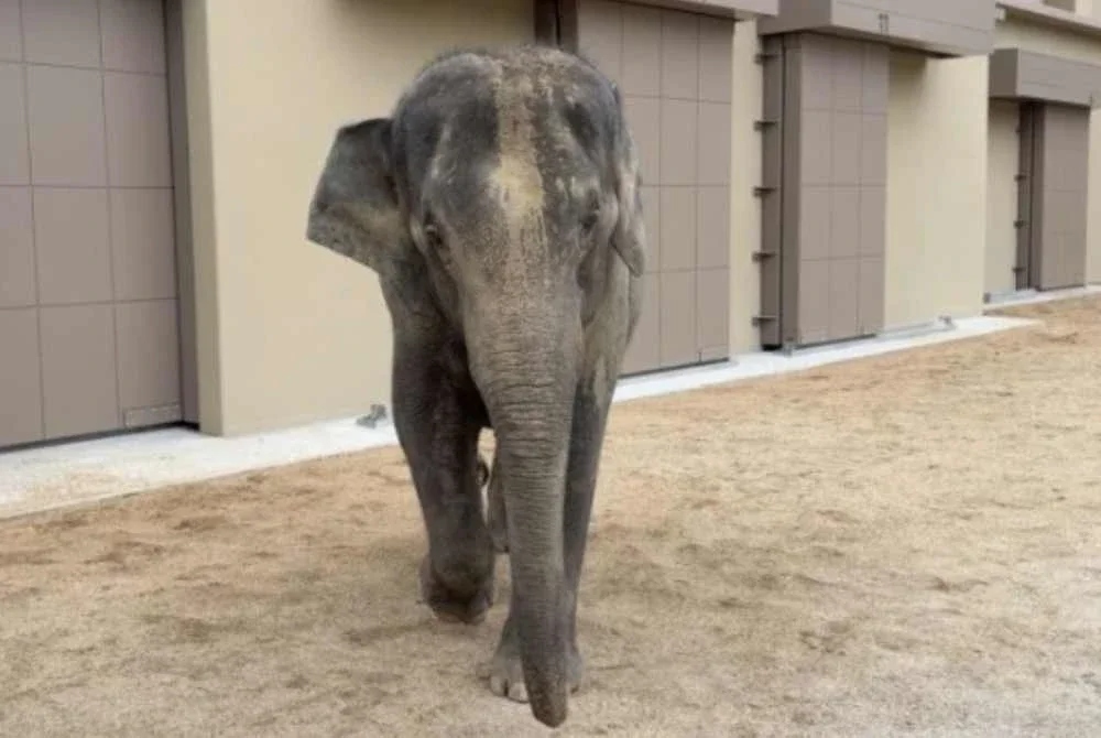 gajah malaysia