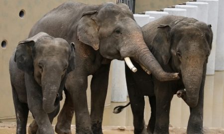 gajah malaysia