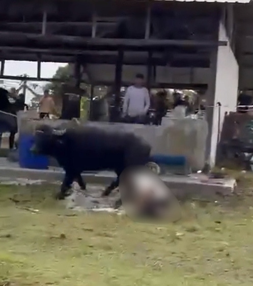 kerbau korban