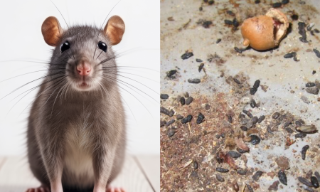 NAJIS TIKUS