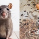 NAJIS TIKUS