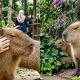 pegang capybara