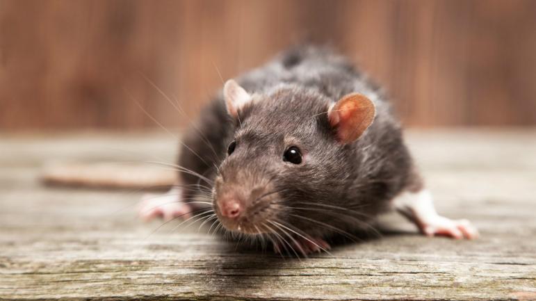 HANTAVIRUS