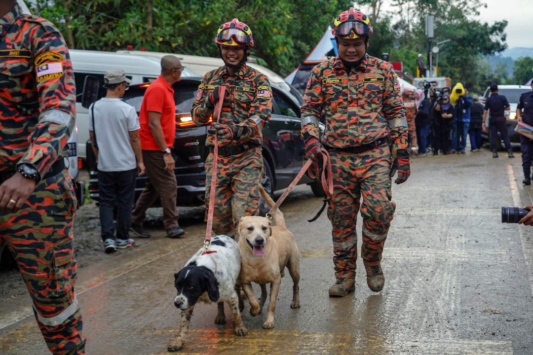 anjing k9 