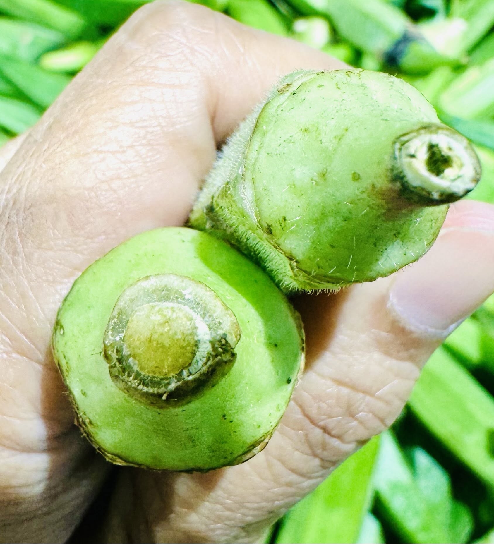 CARA PILIH BENDI