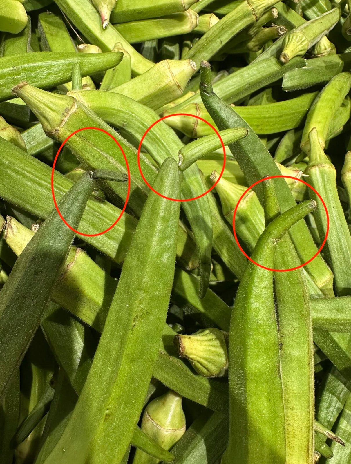 CARA PILIH BENDI