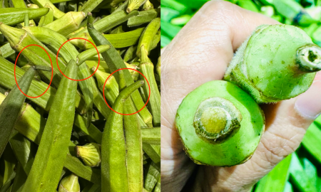 CARA PILIH BENDI