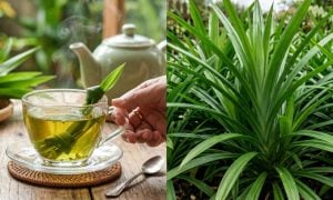 daun pandan