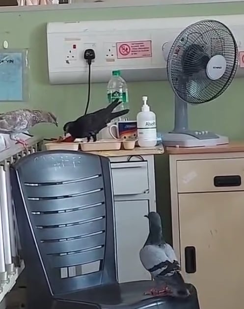 wad hospital 