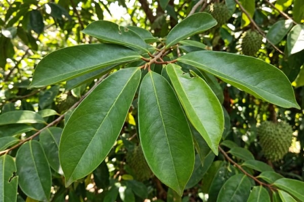 halau tikus