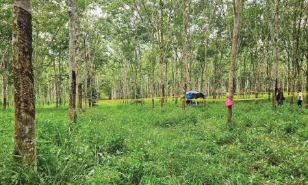 KEBUN GETAH