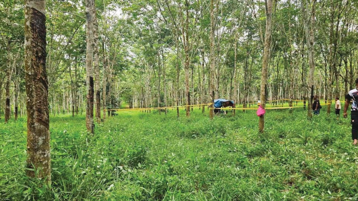KEBUN GETAH