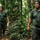 sesat dalam hutan