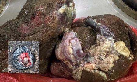 sumbangan daging korban