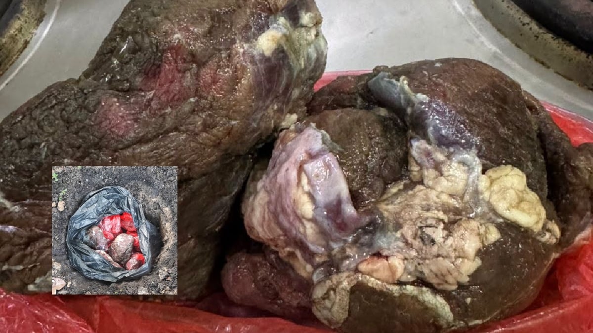 sumbangan daging korban