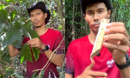 sumber makanan