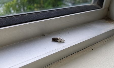 tahi cicak