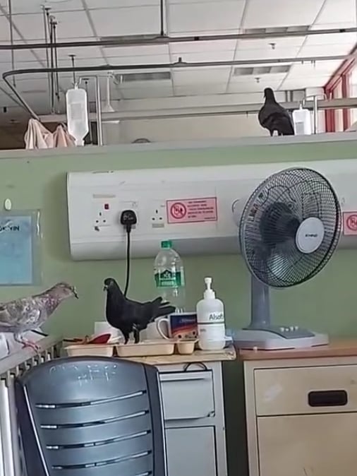 wad hospital 