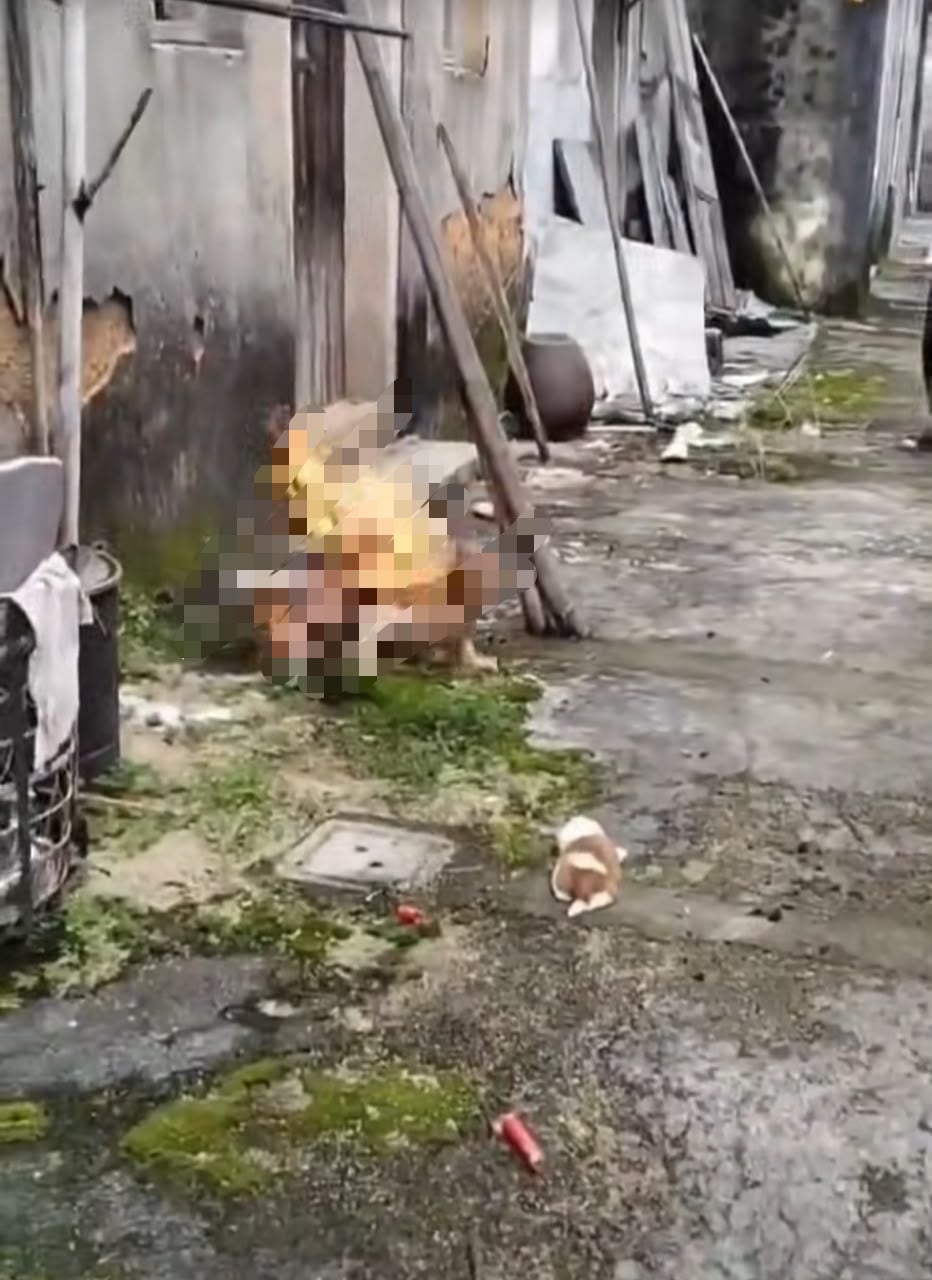 BAKAR ANJING