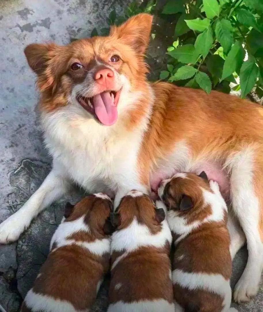 BAKAR ANJING