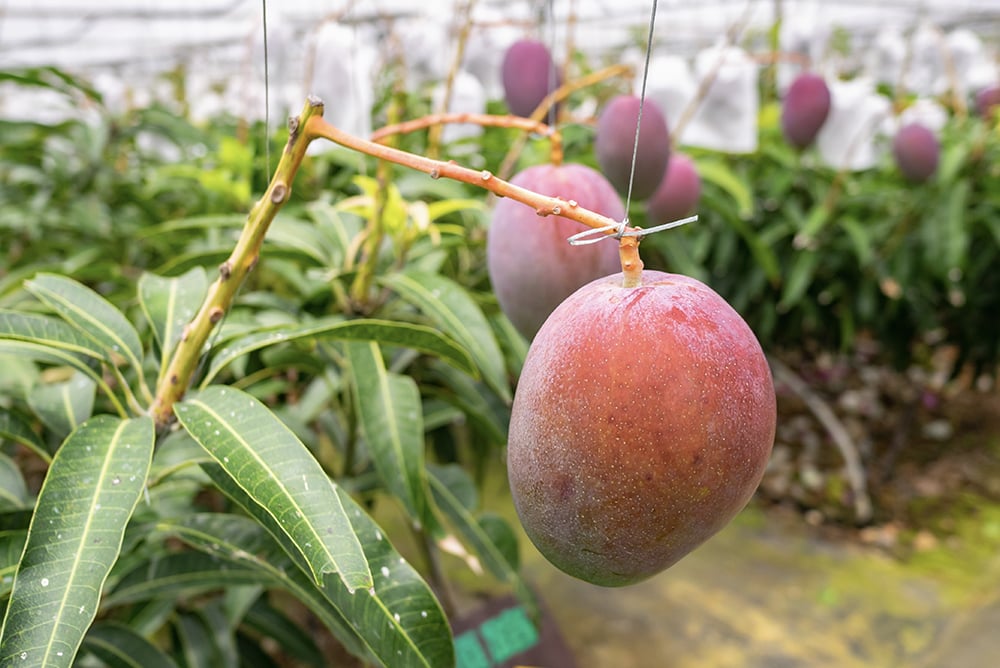 BUAH PALING MAHAL