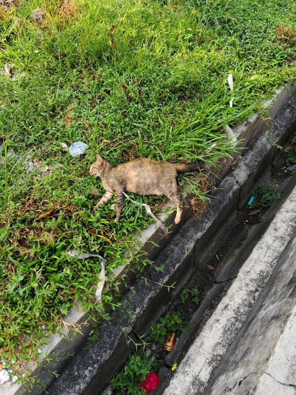 BUANG KUCING