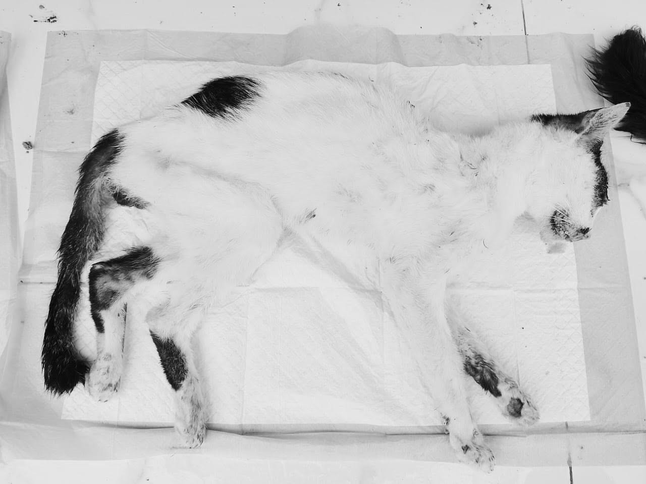 KUCING MATI